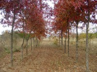 /album/galeria-de-fotos-silvicultura-limpezas-florestais/incendio-rescaldo-7-jpg/
